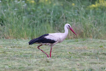 white stork portrait in meadow