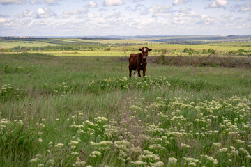 Baby cow grazing on a field with green grass and blue sky, little brown calf looking at the camera, cattle on a country side, sunny summer or spring