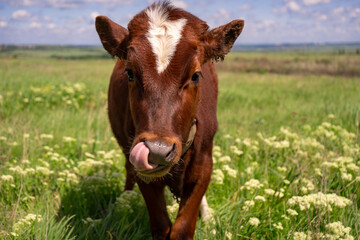 Baby cow grazing on a field with green grass and blue sky, little brown calf looking at the camera, cattle on a country side, sunny summer or spring