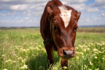 Naklejka na ściany i meble Baby cow grazing on a field with green grass and blue sky, little brown calf looking at the camera, cattle on a country side, sunny summer or spring