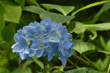 青いアジサイ。綺麗な青色の花が咲きました。