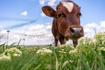 Baby cow grazing on a field with green grass and blue sky, little brown calf looking at the camera,...