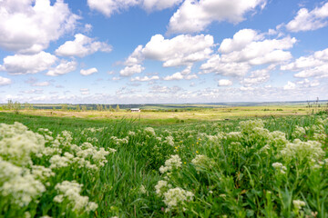 Fototapeta na wymiar Summer nature background, flowers on a field, blue sky with white clouds, copy space