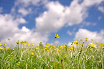 Summer nature background, flowers on a field, blue sky with white clouds, copy space