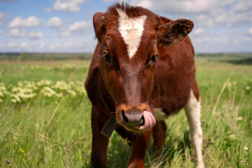 Baby cow grazing on a field with green grass and blue sky, little brown calf looking at the camera, cattle on a country side, sunny summer or spring