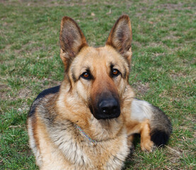 The German Shepherd is lying on the ground. The dog is basking in the spring sun. Close-up photo of the dog.