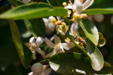 Obraz premium 花粉を集めるミツバチ