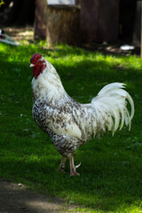 Close-up photo of a rooster in a village on a green lawn