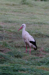 white bird in cut grassland
