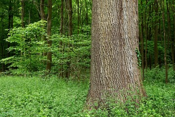Majestic Oak Tree Trunk in Lush Green Forest