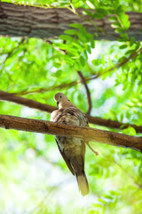 Turtle dove on the tree branch on green background. Down view. Birds and nature