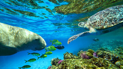 sea cow and turtle swim underwater