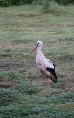 white stork natural standing in grass 