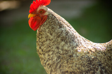 The rooster is looking for food among the green grass