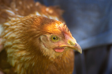Close up of chicken sitting on barn yard