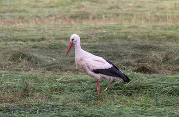 detailed white stork portrait in green field