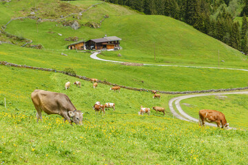 Almkühe auf einer Bergwiese im tiroler Zillertal in Österreich