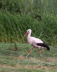 white stork foraging in green grassland
