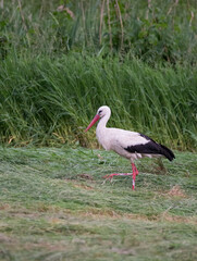 white stork standing in green meadow