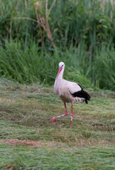 white stork foraging in freshly cut meadow