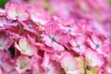 初夏6月、梅雨時の綺麗に咲き誇るあじさい　赤紫　青紫