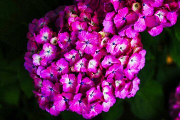 初夏6月、梅雨時の綺麗に咲き誇るあじさい　赤紫　青紫