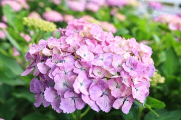 初夏6月、梅雨時の綺麗に咲き誇るあじさい　赤紫　青紫