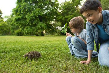 Two brother boys looking at wild hedgehog on the grass. High quality photo © natapetrovich