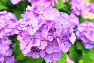 初夏6月、梅雨時の綺麗に咲き誇るあじさい　赤紫　青紫