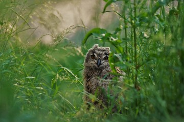 Obraz premium Uhu Baby