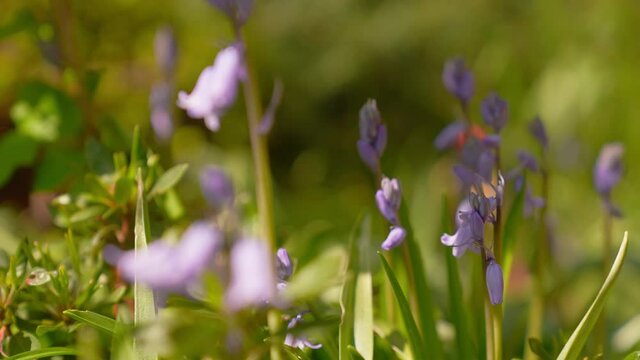 Nice bluebell flowers in a garden in spring