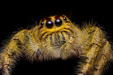 Yellow Hyluss Diardi jumping spider on black background