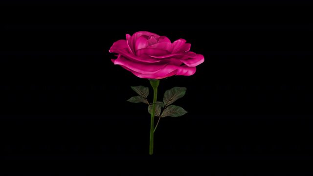 3d Rose Red Alpha Channel Looped Video