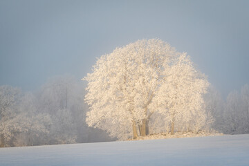 Up lit winter tree in morning sun - 437703640