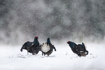 Black grouse in snowy landscape - 437703672