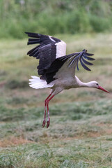 flying white stork with wings open 