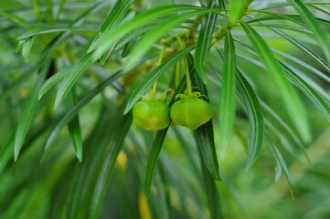 oleander Lucky nut fruit with green leaves background