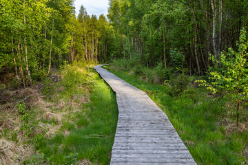 Hiking trail on boardwalks through the Todtenbruch Moor in the Eifel region