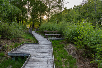 Hiking trail on boardwalks through the Todtenbruch Moor in the Eifel region