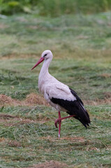 perfect white stork standing in pose at cut meadow