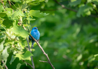 Selective focus shot of an indigo bunting cardinal perched on a branc - obrazy, fototapety, plakaty