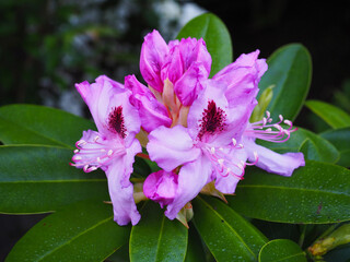 Pink Rhodo