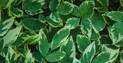 Fototapeta na wymiar Green leaf texture. Leaf texture background