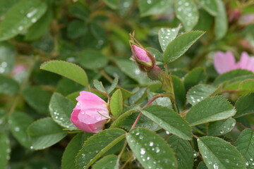 Rosa villosa flower buds. Apple rose flowers.