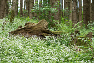 Totholz im Wald, umgeben von blühendem Waldmeister