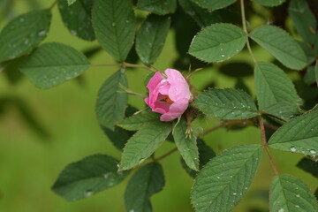 Rosa villosa flower bud. Apple rose flowers.