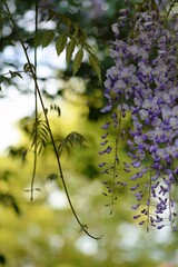 Wisteria blooming in garden, wistaria flowers and leaves.