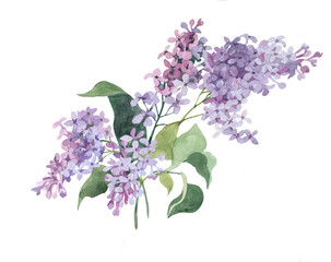 Purple lilac flowers branches watercolor isolated on white background illustration for all prints. Spring flowers pattern.