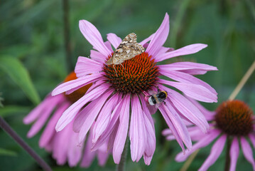 Purpurroter Sonnenhut mit Schmetterling