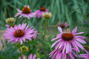 Obraz premium Purpurroter Sonnenhut mit Schmetterling